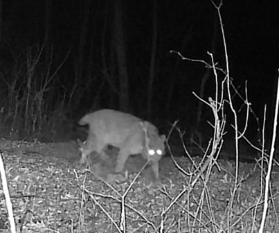 Bobcat in Burnett County, Wisconsin woods, March 2024.