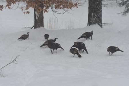 Wild turkeys scratching up some bird seed at Rainbow Bay Resort, February, 2019.