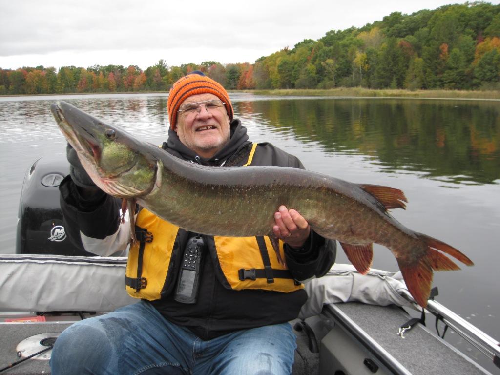 Dave R. caught and released this handsome musky in our bay.  The fish was 43 and 1/8 inches!  Very nice!  Congrats again David!