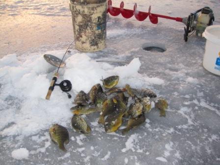 I got these panfish on a nearby lake, January 16, 2019.