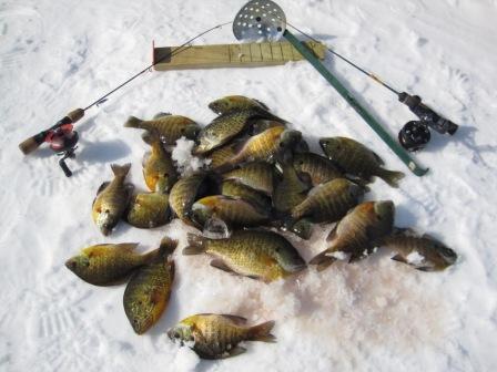 I caught these eater-sized bluegills on a Burnett County lake, February, 2022.