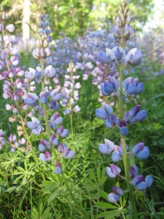 Wild lupines on a prairie area we restored at our resort, June, 2017.
