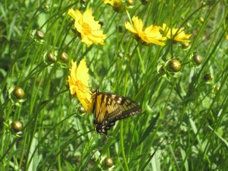 Tiger swallowtail butterfly feeding on a coreopsis on a restored prairie at Rainbow Bay Resort, June, 2017.