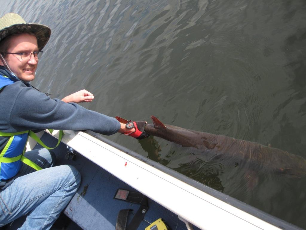 Jake releasing a 43-inch musky, Benoit Lake, September 2020.