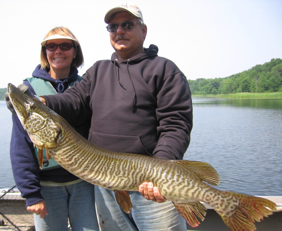 Martin and Deanna caught this beautiful 42.5-tiger musky on Benoit Lake, June 24, 2011.  They released the fish.