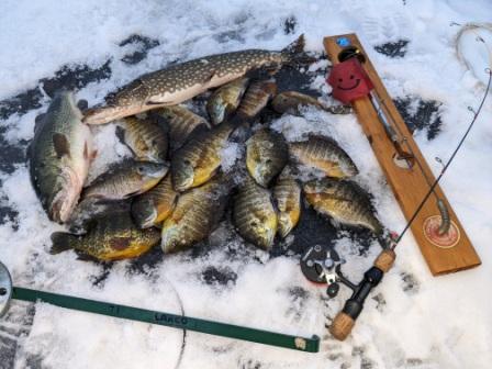 I got these fish on a nearby lake, Burnett County, Wisconsin Jan 24, 2024.