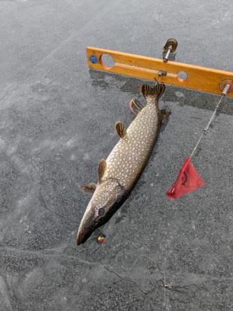 I caught and released this 24-inch pike on a Burnett County lake, January 26, 2024.