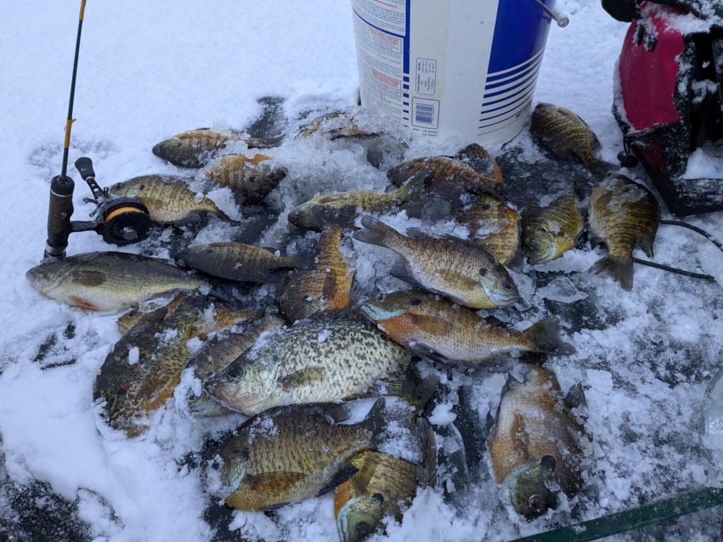 Panfish from a Burnett County lake, December 14, 2024.