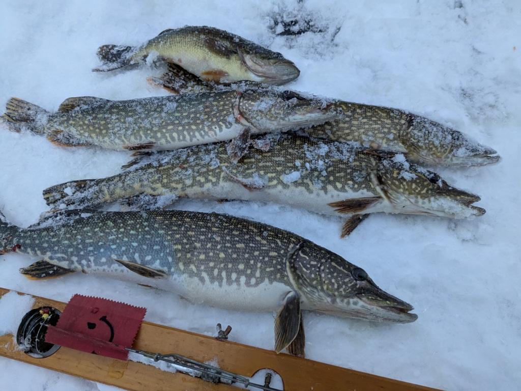 Several pike and a bass taken on tip-ups, Burnett County, Wisconsin, January 17, 2025.