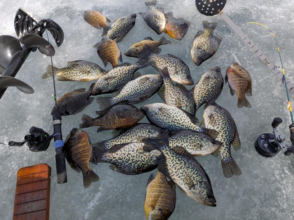Benoit Lake, Burnett County, Wisconsin, March 2025. I caught these on small plastic baits in the weeds.
