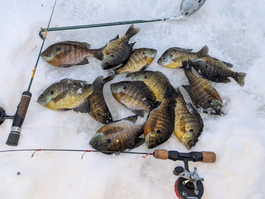 February 5, 2026. Burnett County, Wisconsin bluegills.