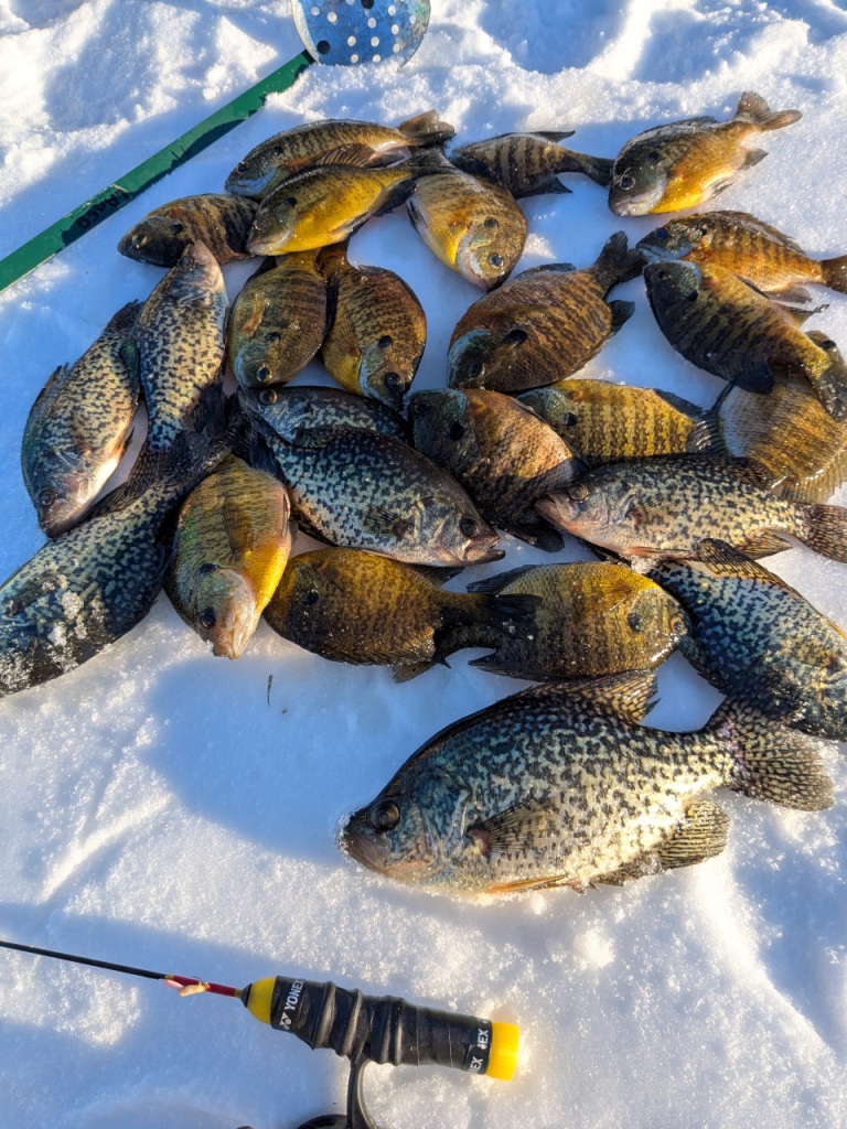 Panfish from a lake in Burnett County, Wisconsin. Feb. 10, 2026.