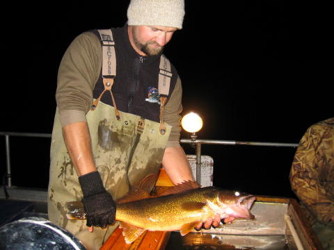 Kent Bass, fish biologist with the DNR, prepares to release a 26 inch walleye shocked in Benoit, fall 2006.