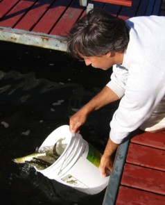 Muskies being stocked into our lake, fall 2005.